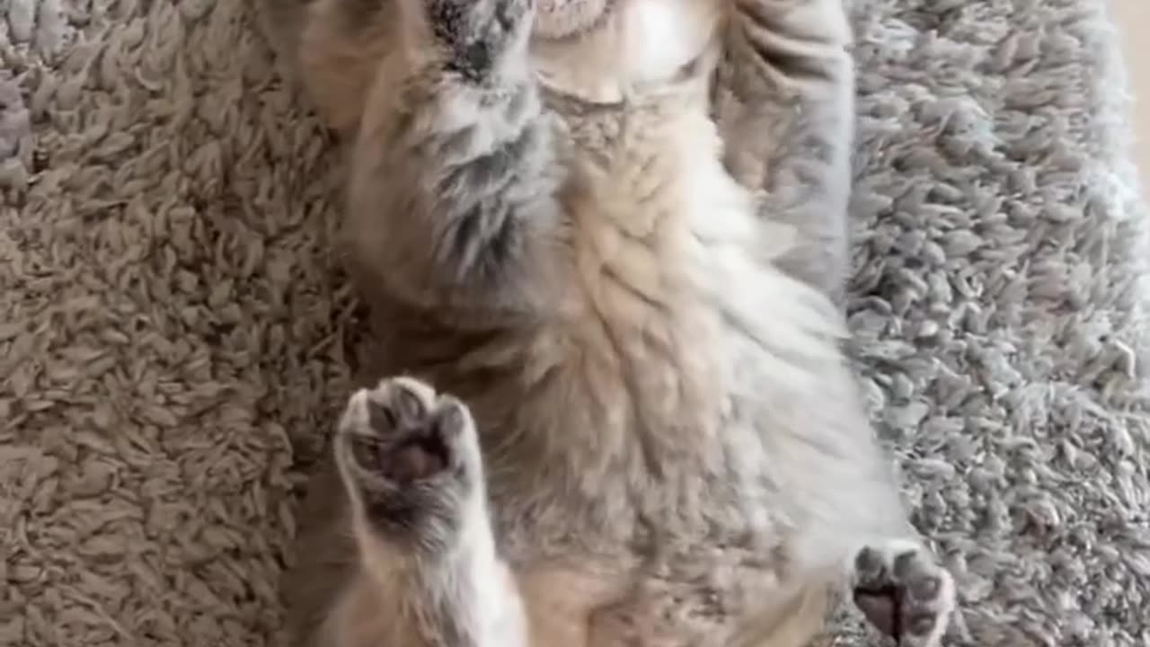 Cats are funny Y?🤔🤔