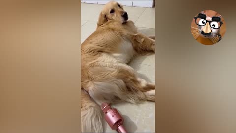 😂 Try Not To Laugh Funny Hilarious Animals And Pets Compilation #2