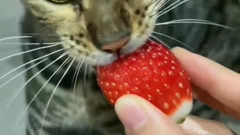🍓🍓😼😼