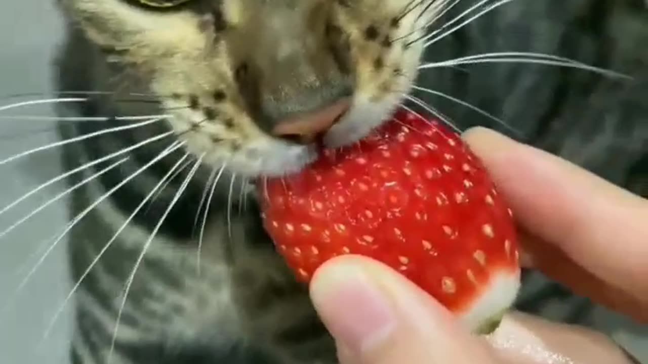 🍓🍓😼😼