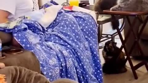 Best Funny Animal Videos 2022 😂 - Funniest Man And Cats Fear Videos 😻
