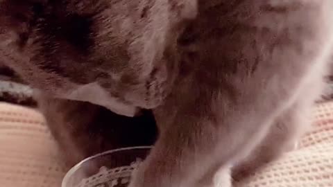 Look at this cat how he drinks the last cup