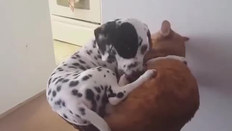 As pessoas mais poderosas do mundo do Cão têm essa característica em comum