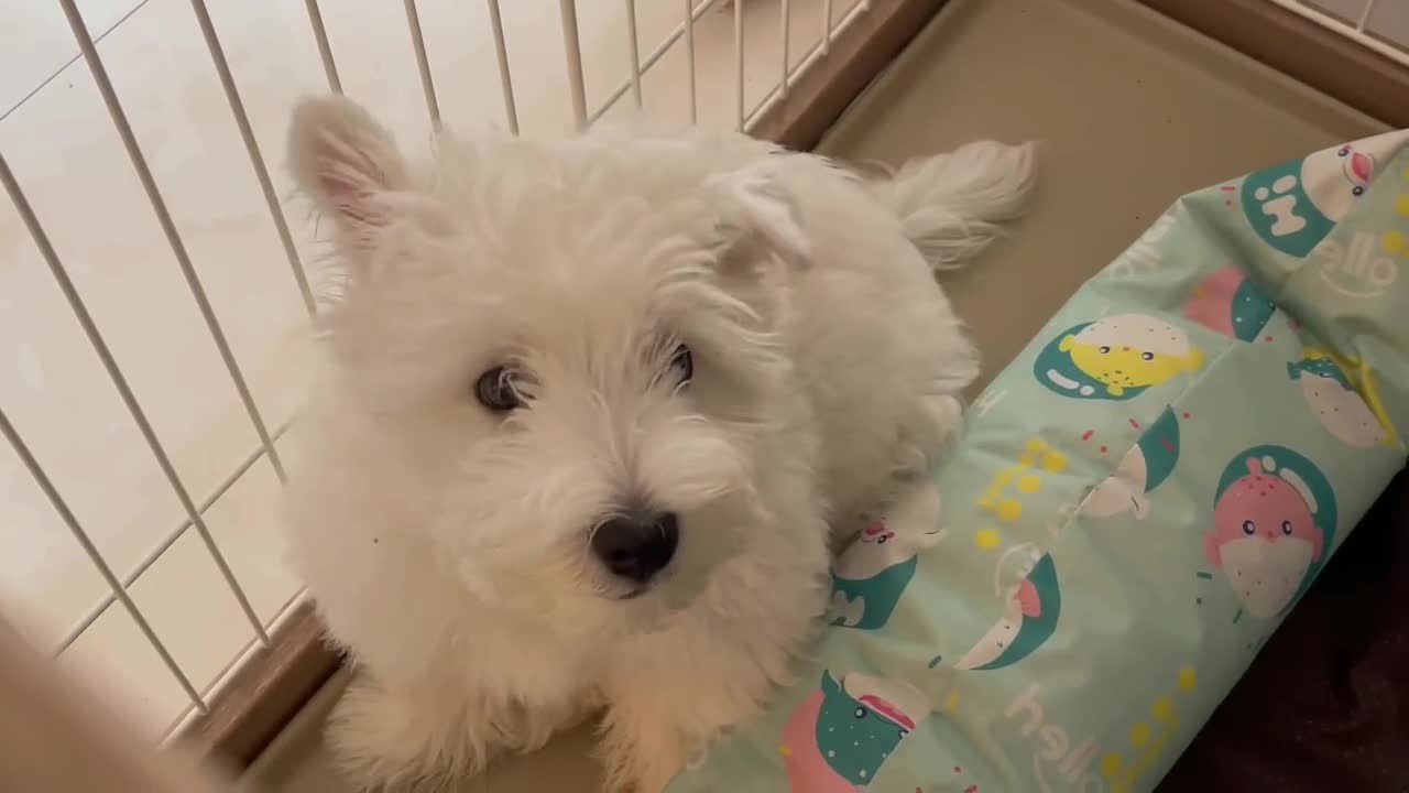 A dog with standing ears