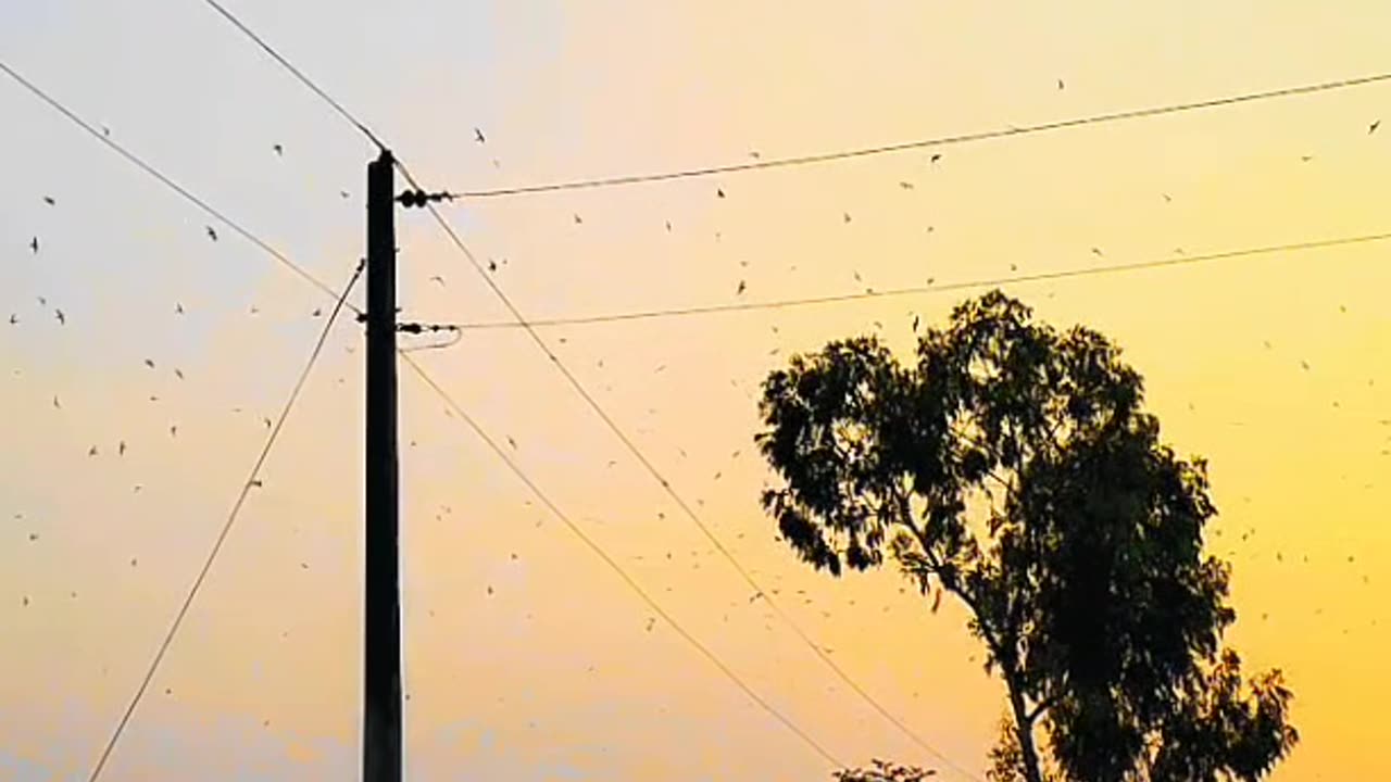 The Bird