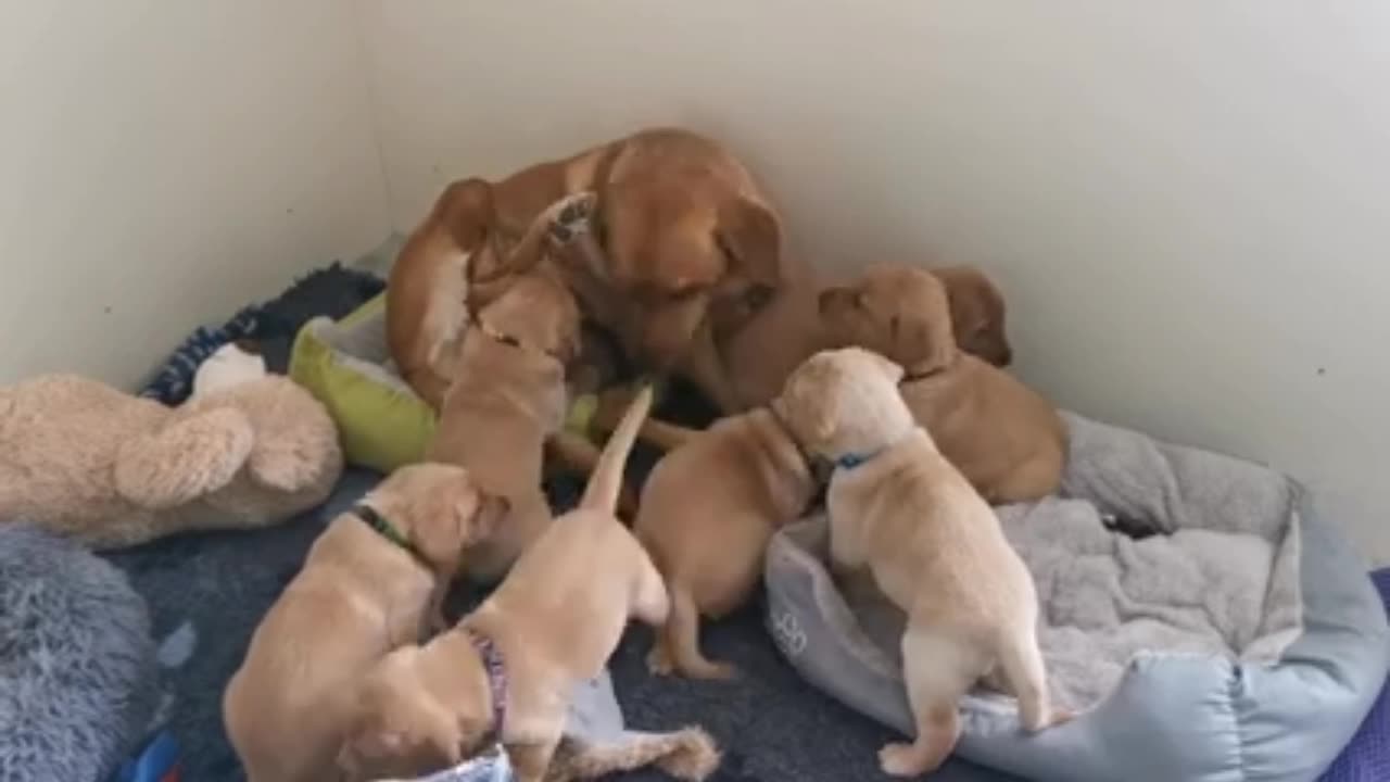 Golden Retriever puppies 1st time eating gruel They did great.