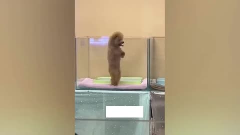 Animal Antics: Hilarious Reactions from Our Furry Friends