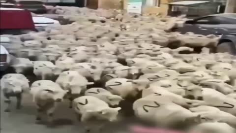 Z-cattle for slaughter