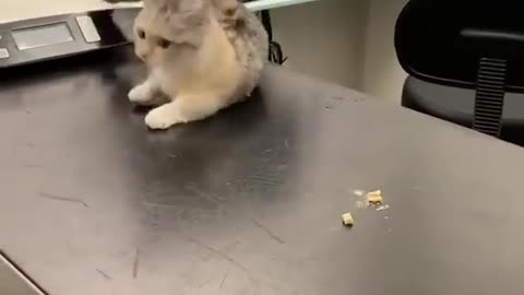 Angry Cat Video - Cat Video - Cute Angry Cat