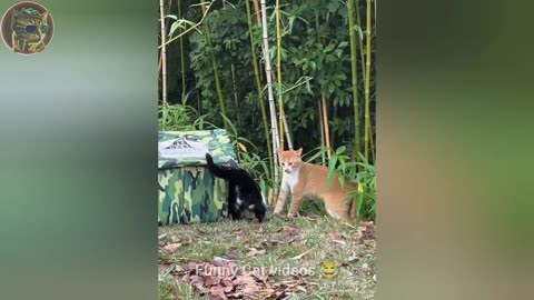 BEST FUNNIEST CATS AND DOGS VIDEOS 2024 😂🤣 FUNNY ANIMAL VIDEOS