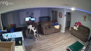 Recliner Dumps Out Great Dane