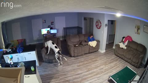 Recliner Dumps Out Great Dane