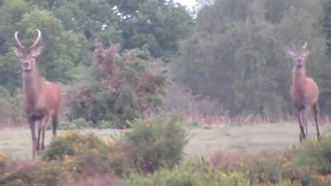 Red Deer Rut - part 19. Westleton Heaths, Suffolk, UK