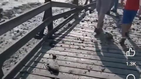 YELLOWSTONE GEYSER EXPLOSION AFTERMATH
