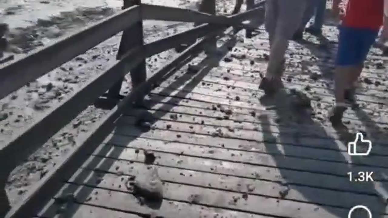 YELLOWSTONE GEYSER EXPLOSION AFTERMATH