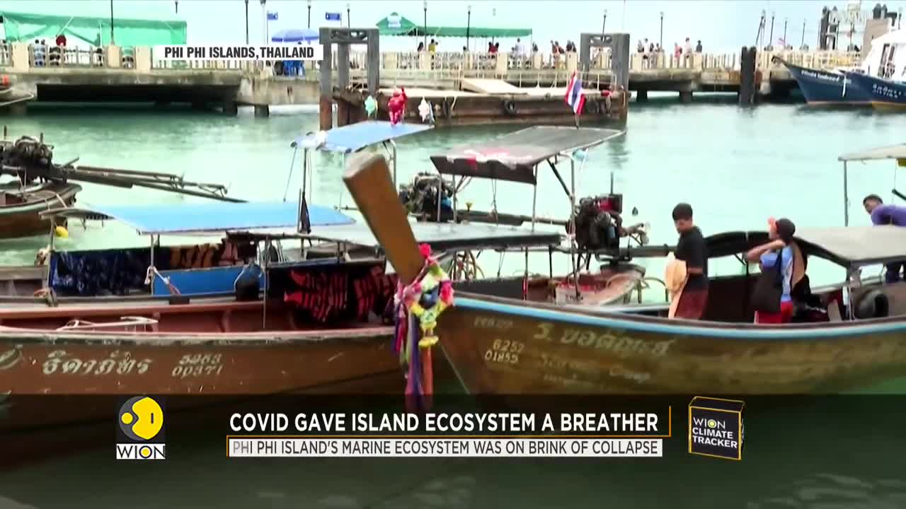 COVID-19 pandemic breathes fresh life into the ecosystem of Thailand's Phi Phi Islands | WION