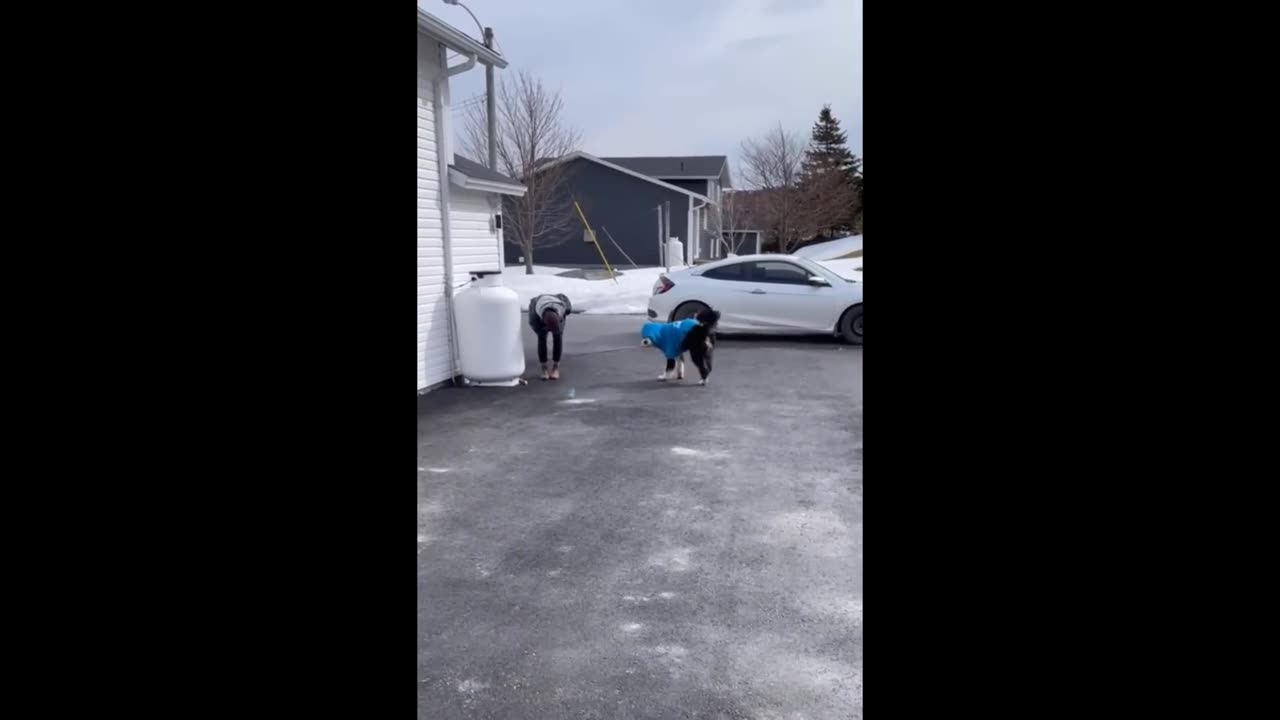 Funniest Cats And Dogs Videos 😁 - Best Funny Animal Videos 2024 🥰#13
