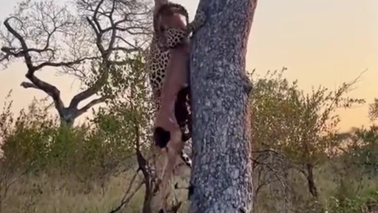 leopard devours another victim