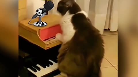 Try not to laugh