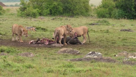 Hyena Lion Conflict 1-18