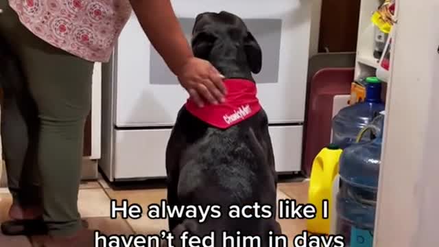 He always acts like I haven't fed him in days