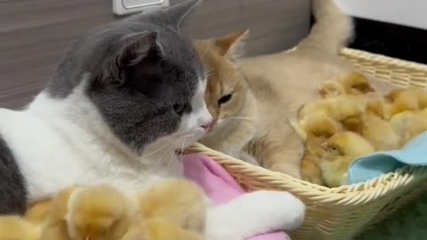 It's warm for two lovely kittens and chickens to sleep together