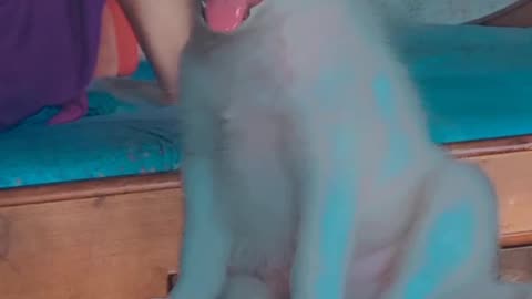 Cute Puppy reaction//#Petlovers