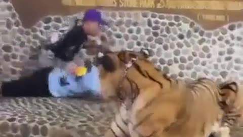 crazy moments taking picture with a tiger
