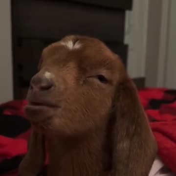Funny baby goats 🐐🐐🐐