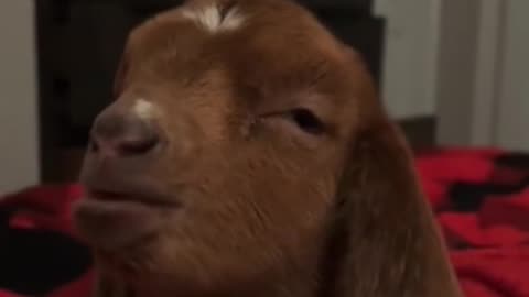 Funny baby goats 🐐🐐🐐