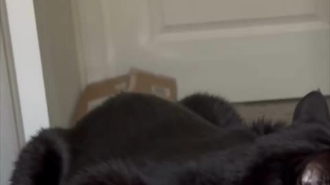 Adopting a Cat from a Shelter Vlog - Cute Precious Piper Is a Paperweight in the Office #shorts