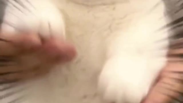 Small Cute Cats Meowing | Cat Owners Playing With Their Cats