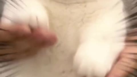Small Cute Cats Meowing | Cat Owners Playing With Their Cats