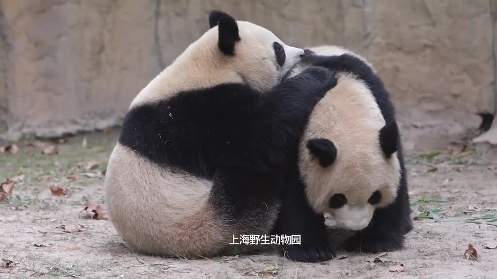 Panda this leaf is so annoying I really want to