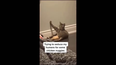 funny animal video 2023#comedy #viralvideo #treanding