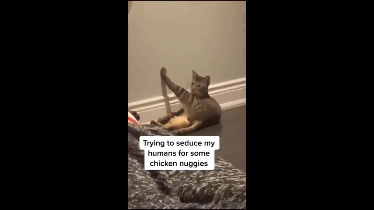 funny animal video 2023#comedy #viralvideo #treanding