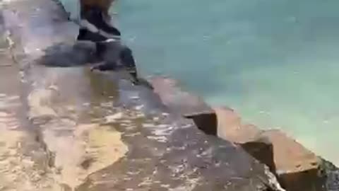 Funny video