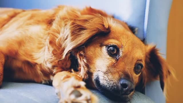 Dog funny video