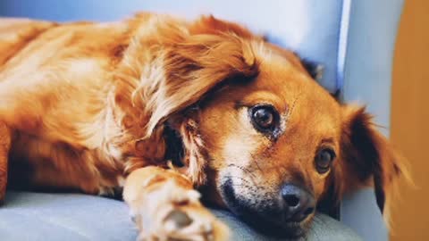 Dog funny video