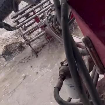 A huge crocodile in paddy field