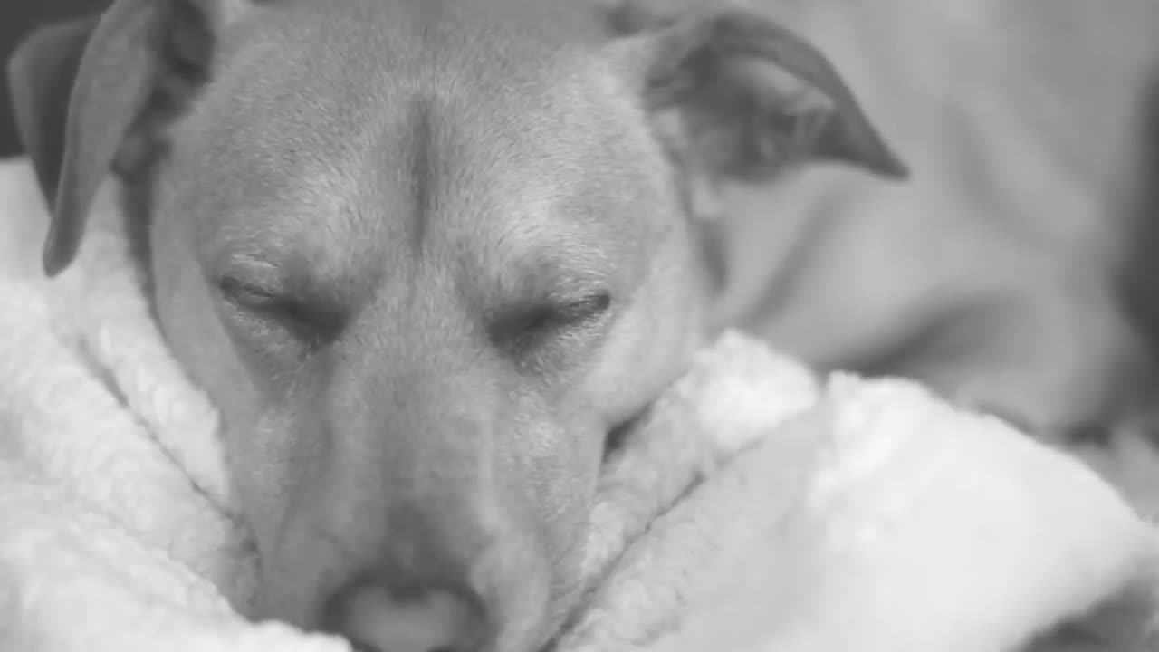You will not believe how cute this puppy is