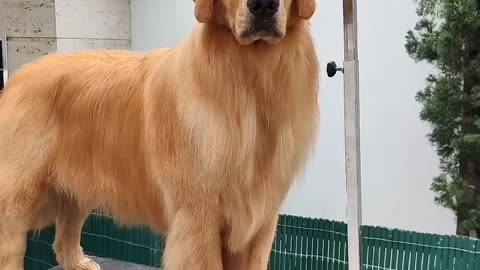 Beautiful retriever