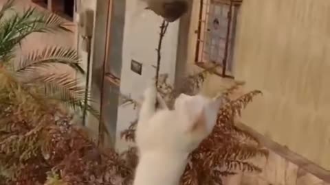 Animal funny video