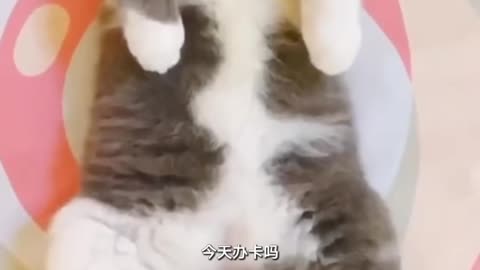 Cute and Funny Cat Videos