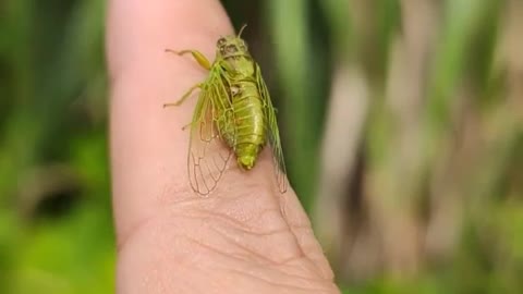 Green Guo Guo