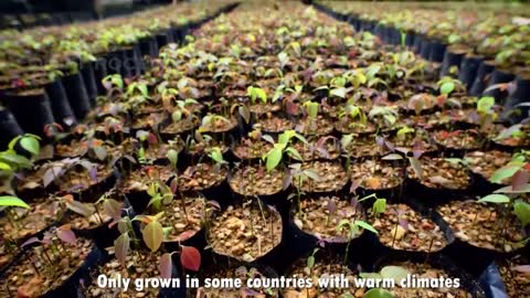 Cinnamon Making Process | Modern Ceylon Cinnamon Harvesting | How Ceylon Cinnamon Is Made