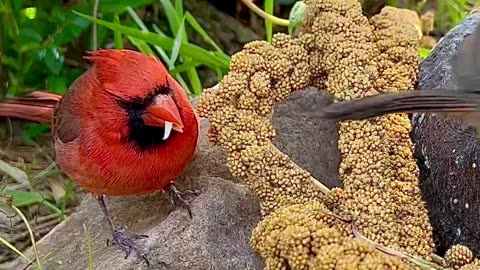 Northern Cardinal - cardinalis cardinalis