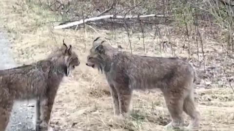 Forest dog animals