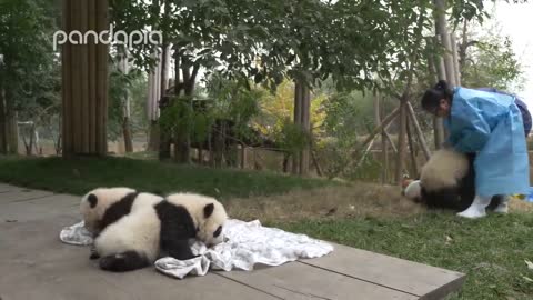 Pandas and their Nanny