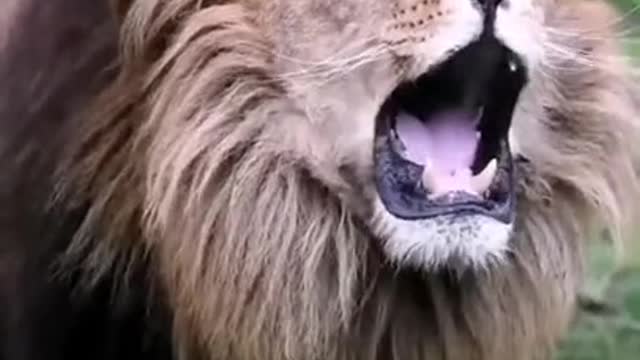 The Jungle King makes it loud